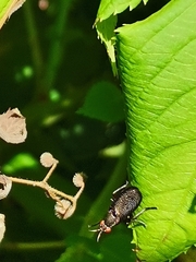 Coremacera marginata