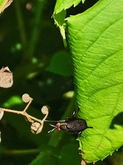 Coremacera marginata