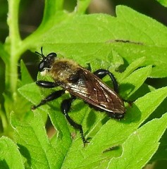 Laphria flavicollis