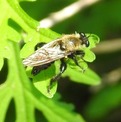 Laphria flavicollis