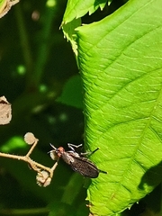 Coremacera marginata