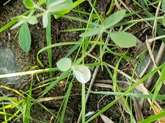 Acmispon americanus americanus