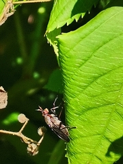 Coremacera marginata