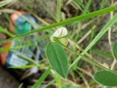 Acmispon americanus americanus
