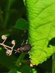 Coremacera marginata