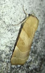 Noctua fimbriata