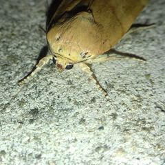 Noctua fimbriata