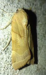 Noctua fimbriata