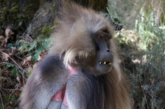 Theropithecus gelada