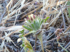 Chaetanthera ciliata