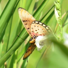 Acraea natalica