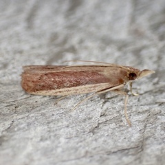Peoria roseotinctella
