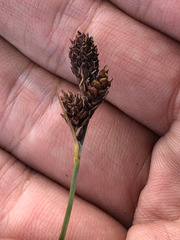 Carex atrata