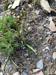 Carex atrata