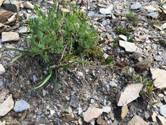 Carex atrata