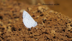 Celastrina echo cinerea