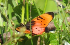 Acraea natalica