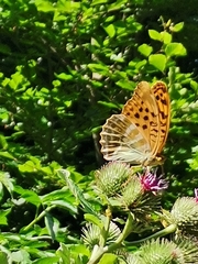 Argynnis paphia