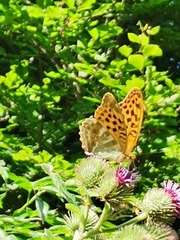 Argynnis paphia