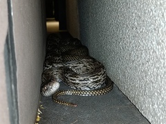 Taiwan Stink Snake photo 3