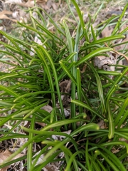 Ornithogalum umbellatum