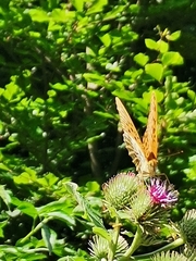 Argynnis paphia