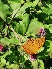 Argynnis paphia