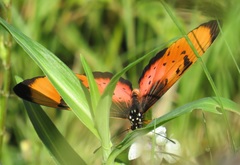 Acraea natalica