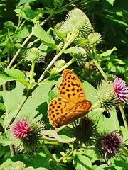 Argynnis paphia