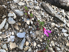 Epilobium nankotaizanense