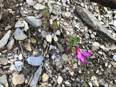 Epilobium nankotaizanense