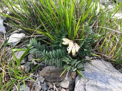 Astragalus nankotaizanensis