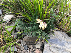 Astragalus nankotaizanensis