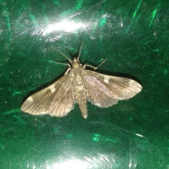Piletocera aegimiusalis
