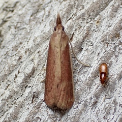 Peoria roseotinctella