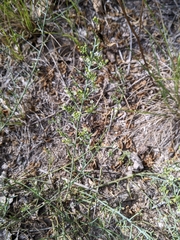 Thesium divaricatum