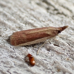 Peoria roseotinctella