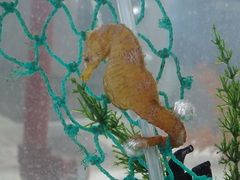 Hippocampus patagonicus