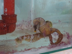 Hippocampus patagonicus