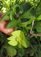 Dalechampia scandens natalensis
