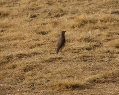 Turdus simensis