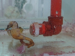 Hippocampus patagonicus