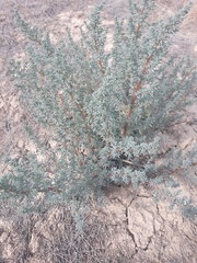 Halogeton glomeratus