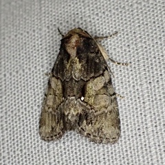 Chytonix palliatricula