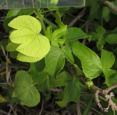 Dalechampia scandens natalensis