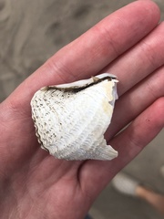 Zirfaea crispata