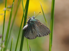 Callophrys affinis