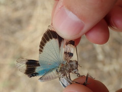 Oedipoda charpentieri