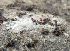 Tenuirostritermes