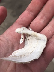 Zirfaea crispata